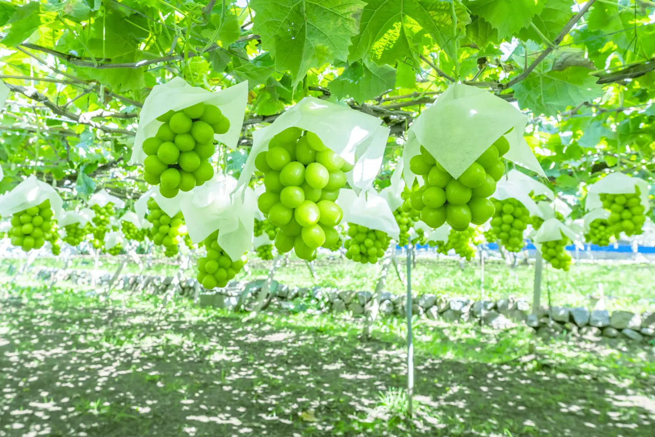 甲州ワイナリーコースの画像