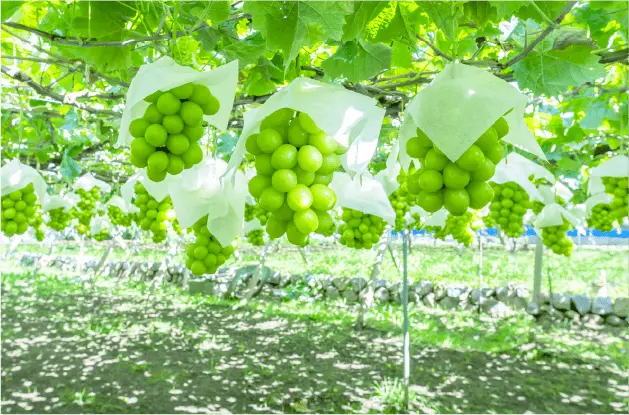 甲州ワイナリーコース風景画像